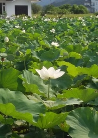 花神逆水寒在哪